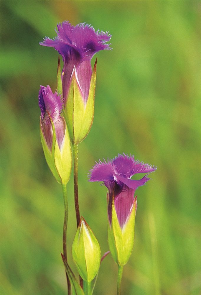 Canada-Manitoba-Tall-grass Prairie Preserve Fringed gentian flowers close-up art print by Jaynes Gallery for $57.95 CAD